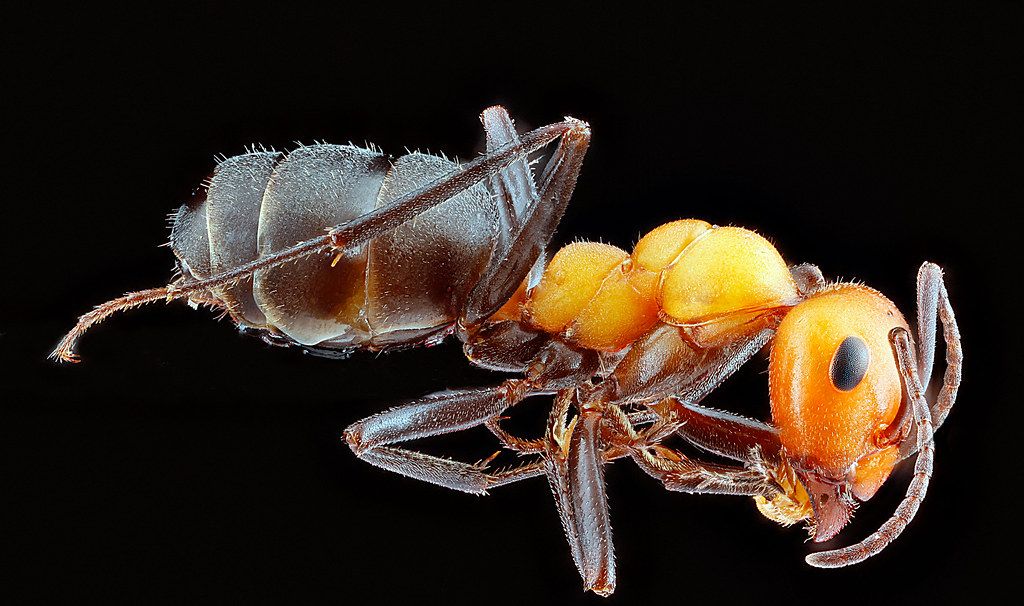 Ant Control service in Gary, IN