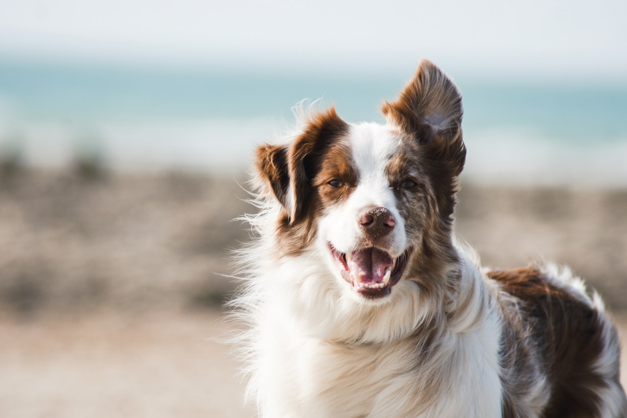 Flea & Tick Control service in Gary, IN