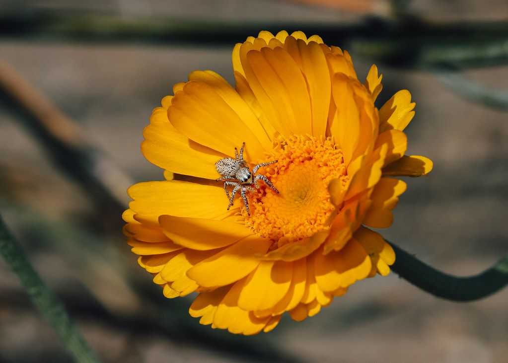 Spider Control service in Gary, IN